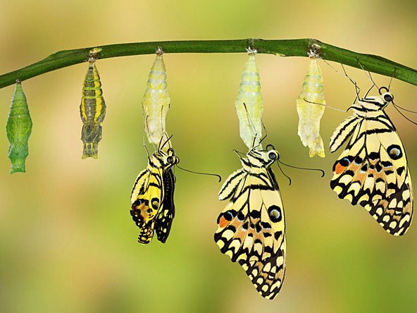 Transform butterfly crop